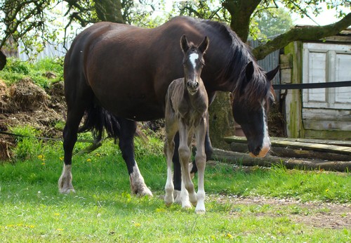 Welsh Cob Valando als veulen 1